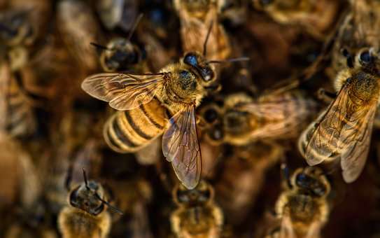 Apa Perbedaan Tawon Dan Lebah Versus Beda
