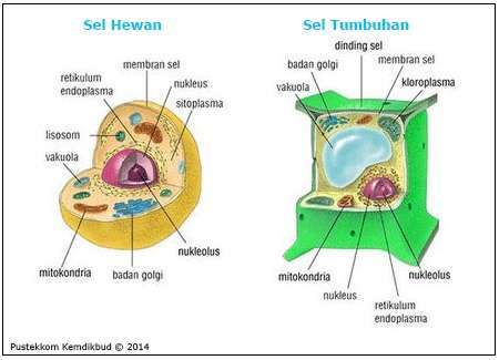 Apa Perbedaan Sel Tumbuhan Dan Sel Hewan Versus Beda